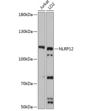 NLRP12 Rabbit Polyclonal Antibody