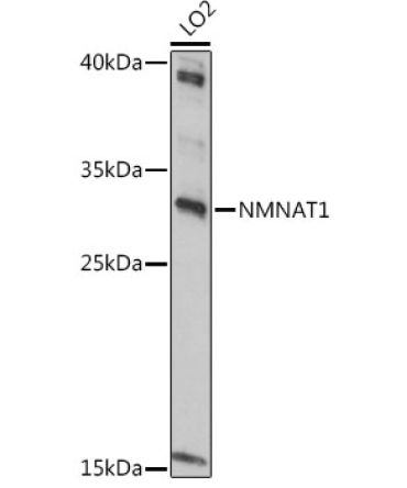 NMNAT1 Rabbit Polyclonal Antibody