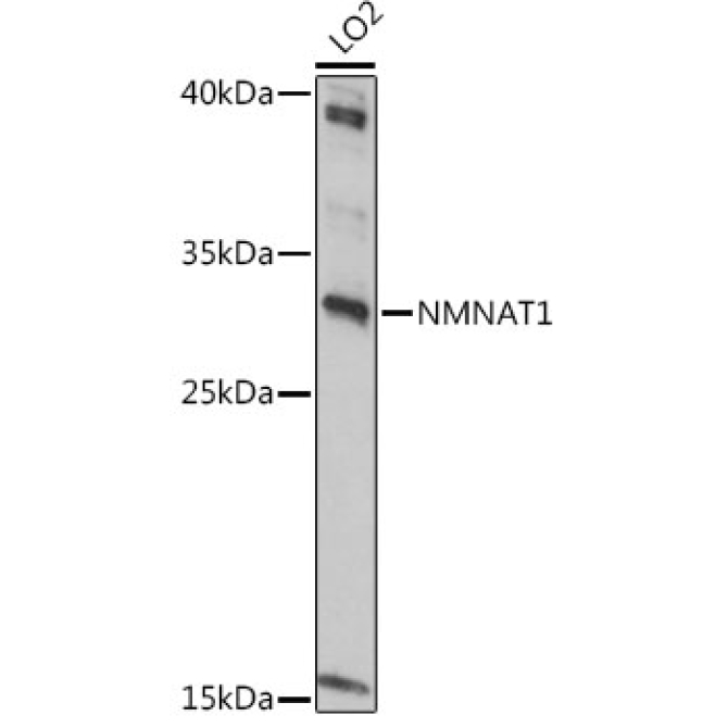 NMNAT1 Rabbit Polyclonal Antibody