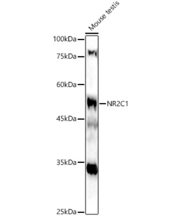 NR2C1 Rabbit Polyclonal Antibody