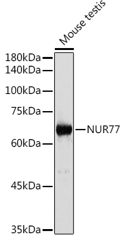 NUR77 Rabbit Polyclonal Antibody