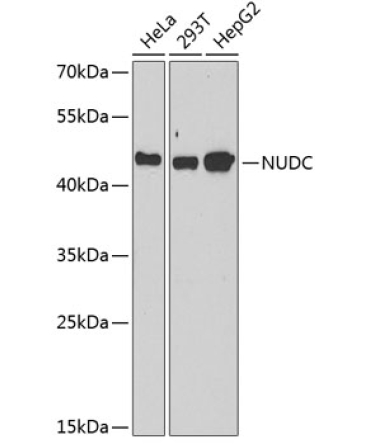 NUDC Rabbit Polyclonal Antibody