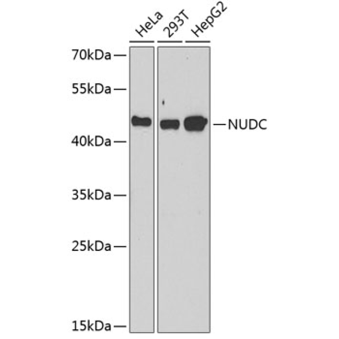 NUDC Rabbit Polyclonal Antibody