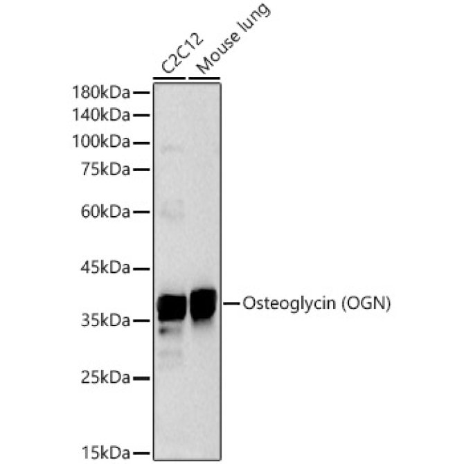 Osteoglycin (OGN) Rabbit Polyclonal Antibody