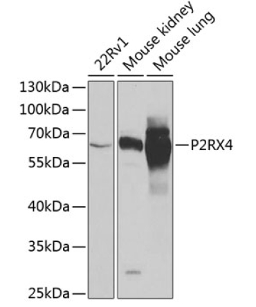 P2RX4 Rabbit Polyclonal Antibody