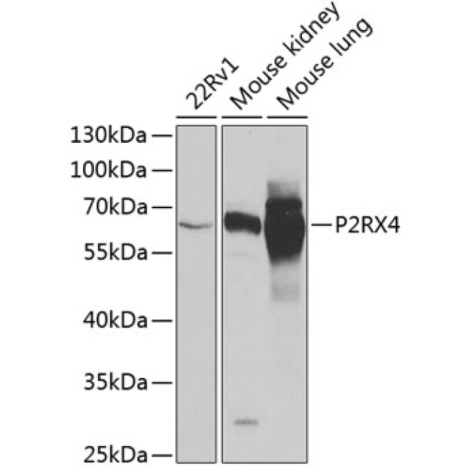 P2RX4 Rabbit Polyclonal Antibody