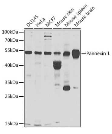 Pannexin 1 Rabbit Polyclonal Antibody