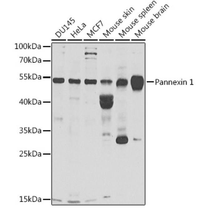 Pannexin 1 Rabbit Polyclonal Antibody
