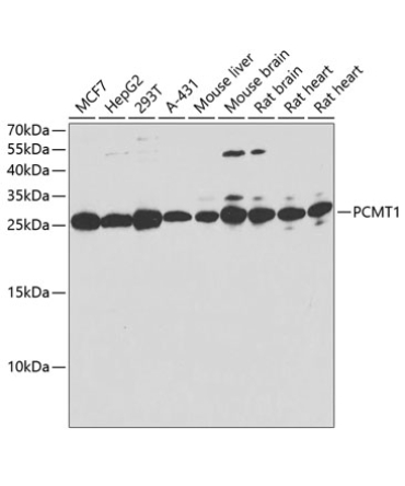 PCMT1 Rabbit Polyclonal Antibody