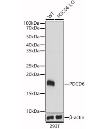 PDCD6 Rabbit Polyclonal Antibody [KO Validated]