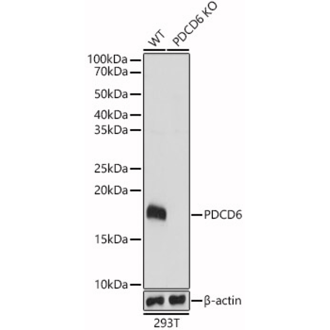 PDCD6 Rabbit Polyclonal Antibody [KO Validated]