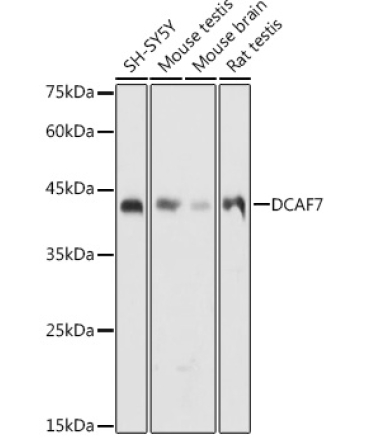 DCAF7 Rabbit Polyclonal Antibody