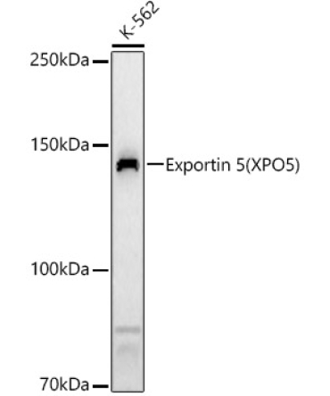 Exportin 5 (XPO5) Rabbit Polyclonal Antibody