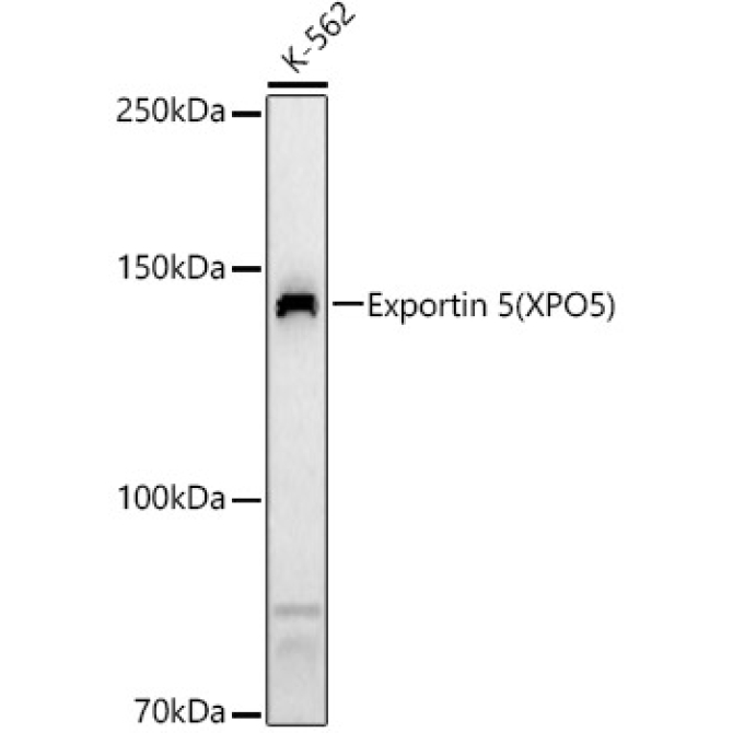 Exportin 5 (XPO5) Rabbit Polyclonal Antibody
