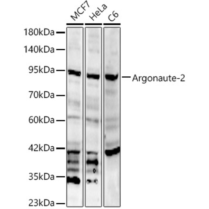 Argonaute-2 Rabbit Polyclonal Antibody