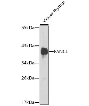 FANCL Rabbit Polyclonal Antibody