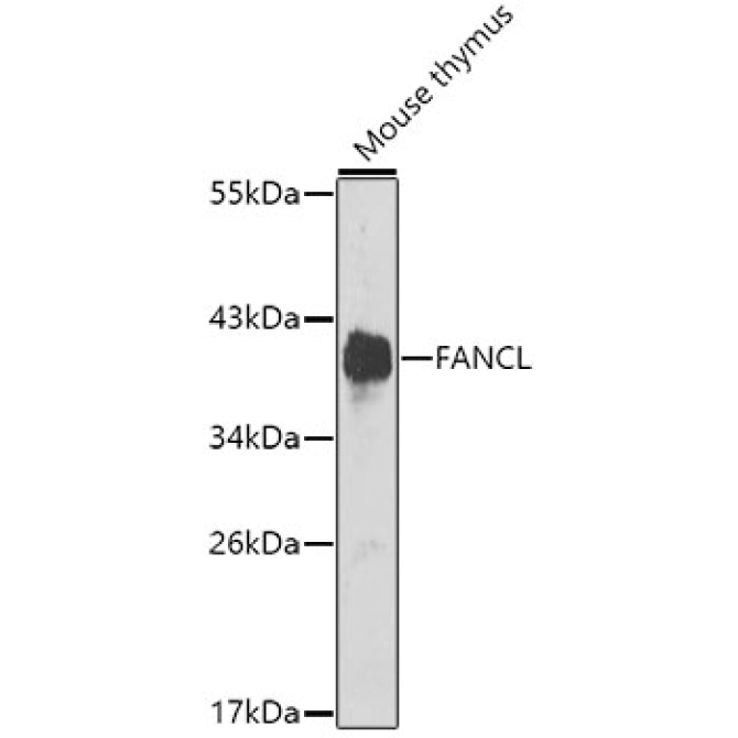 FANCL Rabbit Polyclonal Antibody