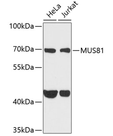 MUS81 Rabbit Polyclonal Antibody