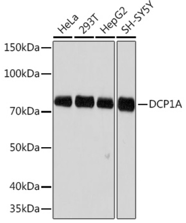 DCP1A Rabbit Monoclonal Antibody