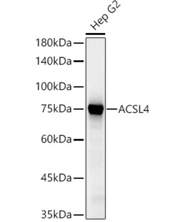 ACSL4 Rabbit Polyclonal Antibody