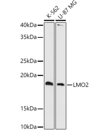 LMO2 Rabbit Monoclonal Antibody