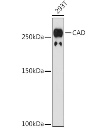 CAD Rabbit Monoclonal Antibody
