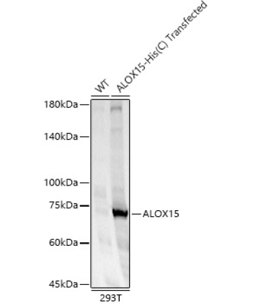 ALOX15 Rabbit Polyclonal Antibody