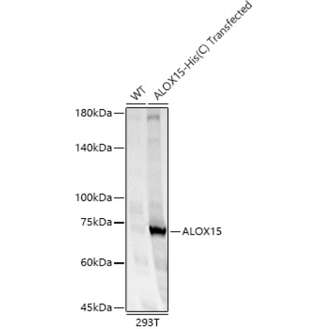 ALOX15 Rabbit Polyclonal Antibody