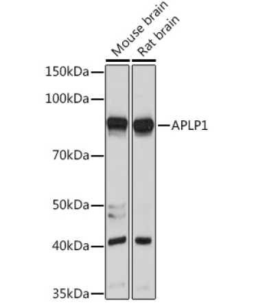 APLP1 Rabbit Polyclonal Antibody