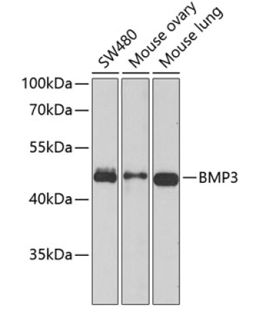 BMP3 Rabbit Polyclonal Antibody