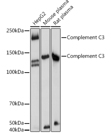 Complement C3 Rabbit Polyclonal Antibody