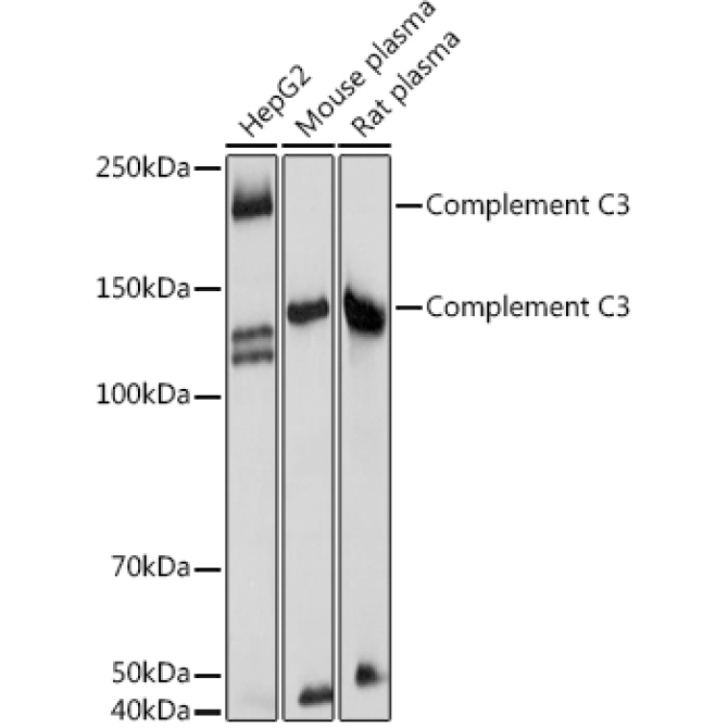 Complement C3 Rabbit Polyclonal Antibody