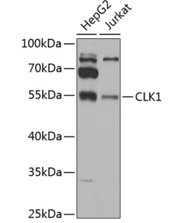 CLK1 Rabbit Polyclonal Antibody