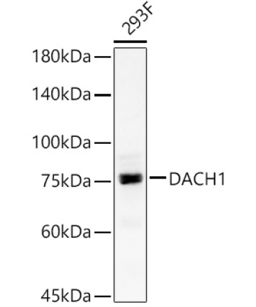DACH1 Rabbit Polyclonal Antibody