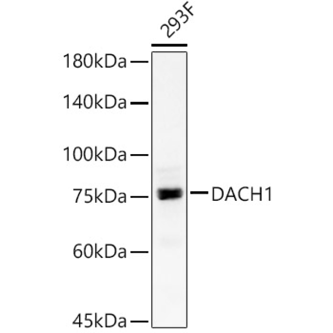 DACH1 Rabbit Polyclonal Antibody