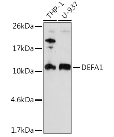 DEFA1 Rabbit Polyclonal Antibody