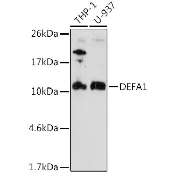 DEFA1 Rabbit Polyclonal Antibody