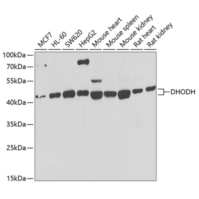 DHODH Rabbit Polyclonal Antibody