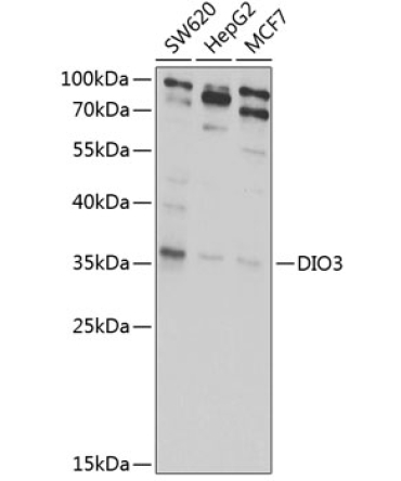 DIO3 Rabbit Polyclonal Antibody