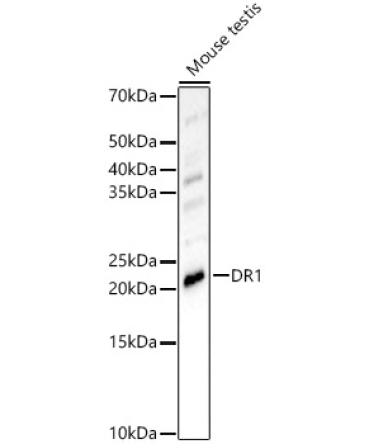 DR1 Rabbit Polyclonal Antibody