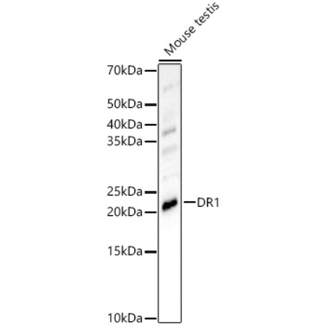 DR1 Rabbit Polyclonal Antibody