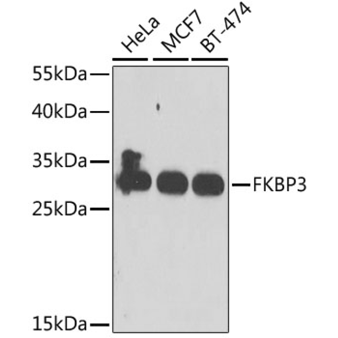 FKBP3 Rabbit Polyclonal Antibody