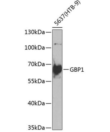 GBP1 Rabbit Polyclonal Antibody