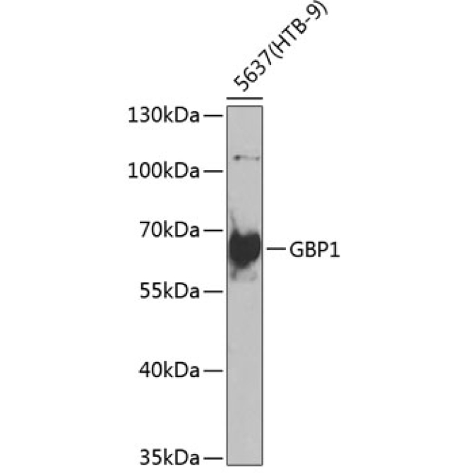 GBP1 Rabbit Polyclonal Antibody