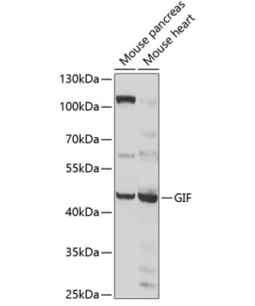 GIF Rabbit Polyclonal Antibody