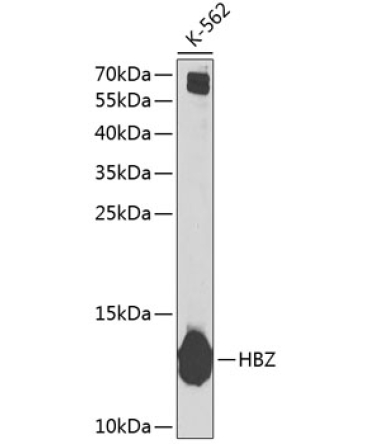 HBZ Rabbit Polyclonal Antibody