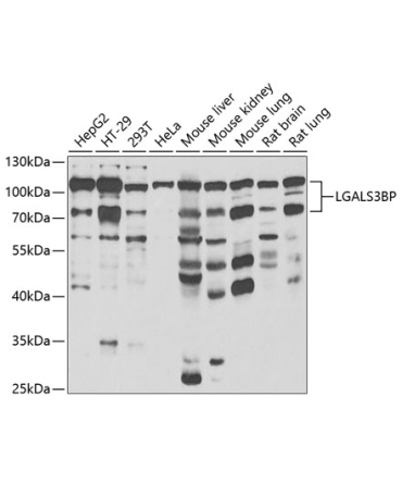 LGALS3BP Rabbit Polyclonal Antibody