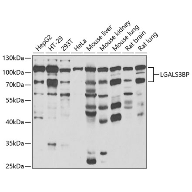LGALS3BP Rabbit Polyclonal Antibody