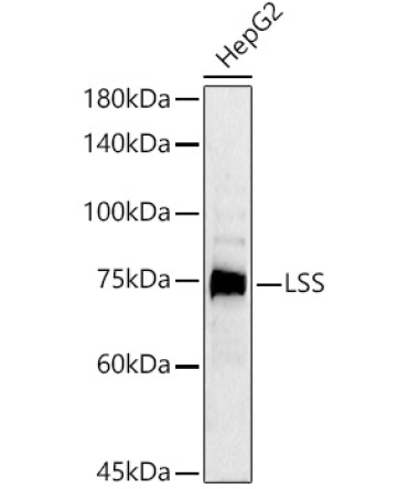 LSS Rabbit Polyclonal Antibody