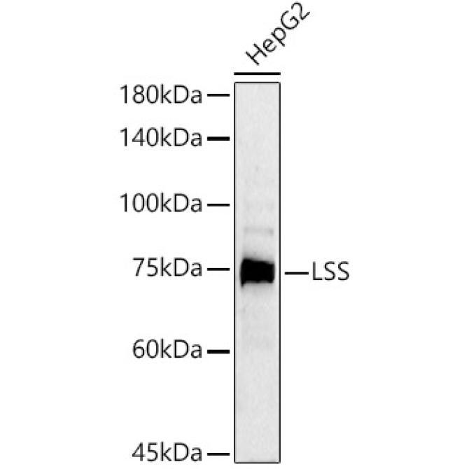 LSS Rabbit Polyclonal Antibody